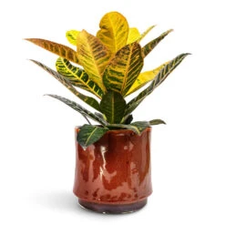 Codiaeum Petra - Croton -Hortology Plants Shop Codiaeum Petra Croton 17x45cm Nolan Plant Pot Red 23x21cm
