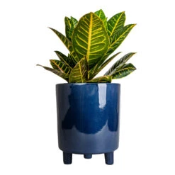 Codiaeum Petra - Croton -Hortology Plants Shop Codiaeum Petra Croton 17x45cm Pisa Plant Pot Navy 20x24cm 3a9cf00d 730d 4336 b596 dc25295452d4