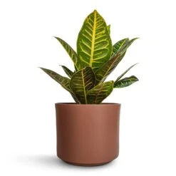 Codiaeum Petra - Croton -Hortology Plants Shop Codiaeum Petra Croton 17x45cm Prague Plant Pot Mocha 20x18cm a101cc72 b61f 4f72 b8d2 d1fe33eb9931