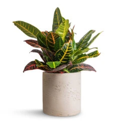 Puk Plant Pot - Grey Washed 14 Puk Plant Pot - Grey Washed -Hortology Plants Shop Codiaeum Petra Croton 17x45cm Puk Plant Pot Grey Washed 20x20cm 326d2f71 9373 4f0c 98dc 17e3a13ff2b3