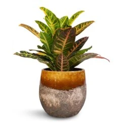 Lindy Plant Pot - Ochre 37 Lindy Plant Pot - Ochre -Hortology Plants Shop Codiaeum Petra Croton 17x50cm Lindy Plant Pot Ochre 23x20cm 78cd7299 2d0e 47c8 a27b b7765728d4dc