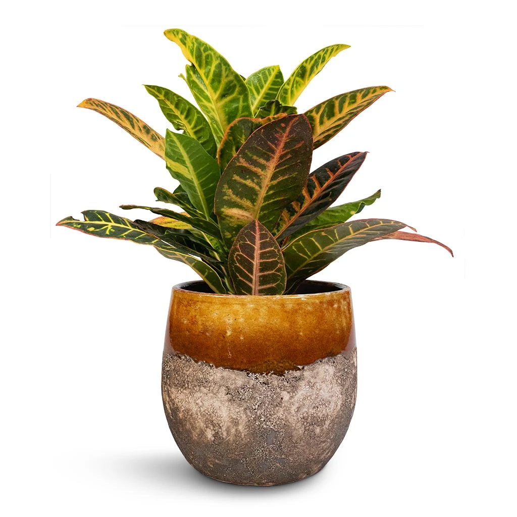 Lindy Plant Pot - Ochre 18 Lindy Plant Pot - Ochre - Image 16