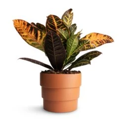 Codiaeum Petra - Croton -Hortology Plants Shop Codiaeum Petra Croton 17x50cmBoston Tiered Plant Pot Terracotta 19x16cm