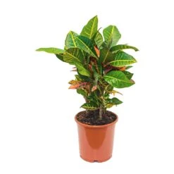 Codiaeum Petra - Croton -Hortology Plants Shop Codiaeum Petra Croton 21x60cm