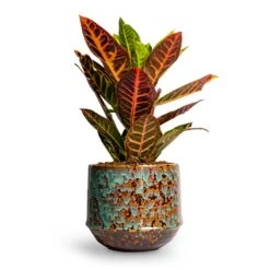 Codiaeum Petra - Croton -Hortology Plants Shop Codiaeum Petra Croton 21x60cm Noud Plant Pot Marrakesh 20x17cm 3a28c4ae a7c6 484e 904f 67e3cfbf9a32