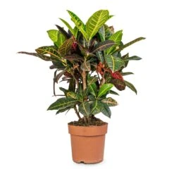 Codiaeum Petra - Croton -Hortology Plants Shop Codiaeum Petra Croton 21x60cm 41da8c33 a678 4314 b7d3 b766e24ec78b