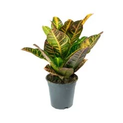 Codiaeum Petra - Croton -Hortology Plants Shop Codiaeum Petra Croton ed213919 e3d8 404d ba71 4086454c2f0a