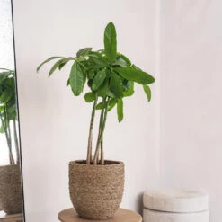 Cody Plant Pot - Straw Grass -Hortology Plants Shop Cody Plant Pot Straw Grass 2