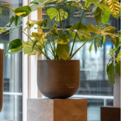 Cody Ridged Plant Pot - Dark Grey -Hortology Plants Shop CodyPlantPot RidgedDarkGrey 6