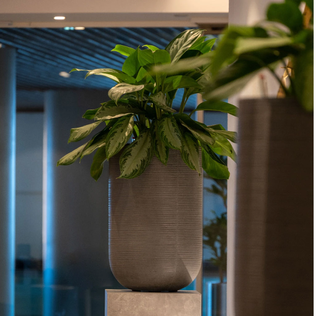 Cody Ridged Tall Planter - Dark Grey 13 Cody Ridged Tall Planter - Dark Grey - Image 11