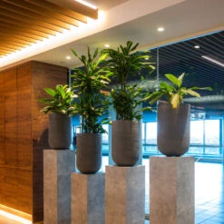 Cody Ridged Tall Planter - Dark Grey 30 Cody Ridged Tall Planter - Dark Grey -Hortology Plants Shop CodyPlantVase RidgedDarkGrey 8