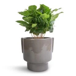 Hortology Plants Shop -Hortology Plants Shop Coffea arabica Coffee Plant 12x35cm Aries Handles Plant Pot Charcoal 14x15cm 12bbf86b ce8a 4440 a462 768ea23f2b54