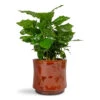 Coffea Arabica - Coffee Plant -Hortology Plants Shop Coffea arabica Coffee Plant 12x35cm Nolan Plant Pot Red 14x12cm
