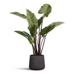 Patt Plant Pot - Black Washed 25 Patt Plant Pot - Black Washed -Hortology Plants Shop Colocasia Artificial 130cm Patt Pot Black Washed 34x29cm