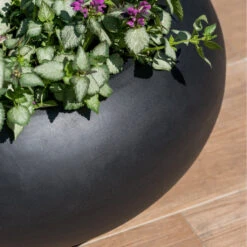 Cora Natural Bowl Planter - Black 11 Cora Natural Bowl Planter - Black -Hortology Plants Shop CoraNaturalBowlPlanter Black 4