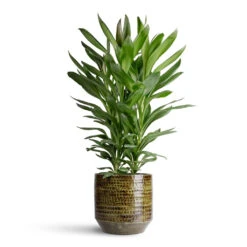 Sanna Plant Pot - Moss Green -Hortology Plants Shop Cordyline fruticosa Glauca 19x55cm Sanna Pot Moss Green 25x23cm 1