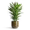 Cordyline Fruticosa Glauca - Green Ti Plant 2 Cordyline Fruticosa Glauca - Green Ti Plant -Hortology Plants Shop Cordyline fruticosa Glauca 19x55cm Sanna Pot Moss Green 25x23cm