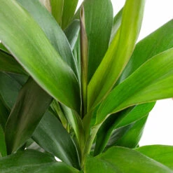 Cordyline Fruticosa Glauca - Green Ti Plant 17 Cordyline Fruticosa Glauca - Green Ti Plant -Hortology Plants Shop Cordyline fruticosa Glauca Green Ti Plant 19x55cm 2