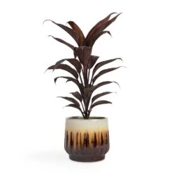 Cordyline Fruticosa Mambo - Hawaiian Ti Plant 29 Cordyline Fruticosa Mambo - Hawaiian Ti Plant -Hortology Plants Shop Cordyline fruticosa Mambo Hawaiian Ti Plant 12x40cm Alice Plant Pot Caramel 14x12cm