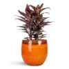 Cordyline Fruticosa Mambo - Hawaiian Ti Plant 1 Cordyline Fruticosa Mambo - Hawaiian Ti Plant -Hortology Plants Shop Cordyline fruticosa Mambo Hawaiian Ti Plant 19x50cm Charlotte Plant Pot Orange 29x25cm.jpg bak 2