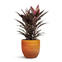Cordyline Fruticosa Mambo - Hawaiian Ti Plant 28 Cordyline Fruticosa Mambo - Hawaiian Ti Plant -Hortology Plants Shop Cordyline fruticosa Mambo Hawaiian Ti Plant 19x50cm Jolin Plant Pot Desert 24x23cm 461512c1 8f40 4839 8d86 e5636e40e49e