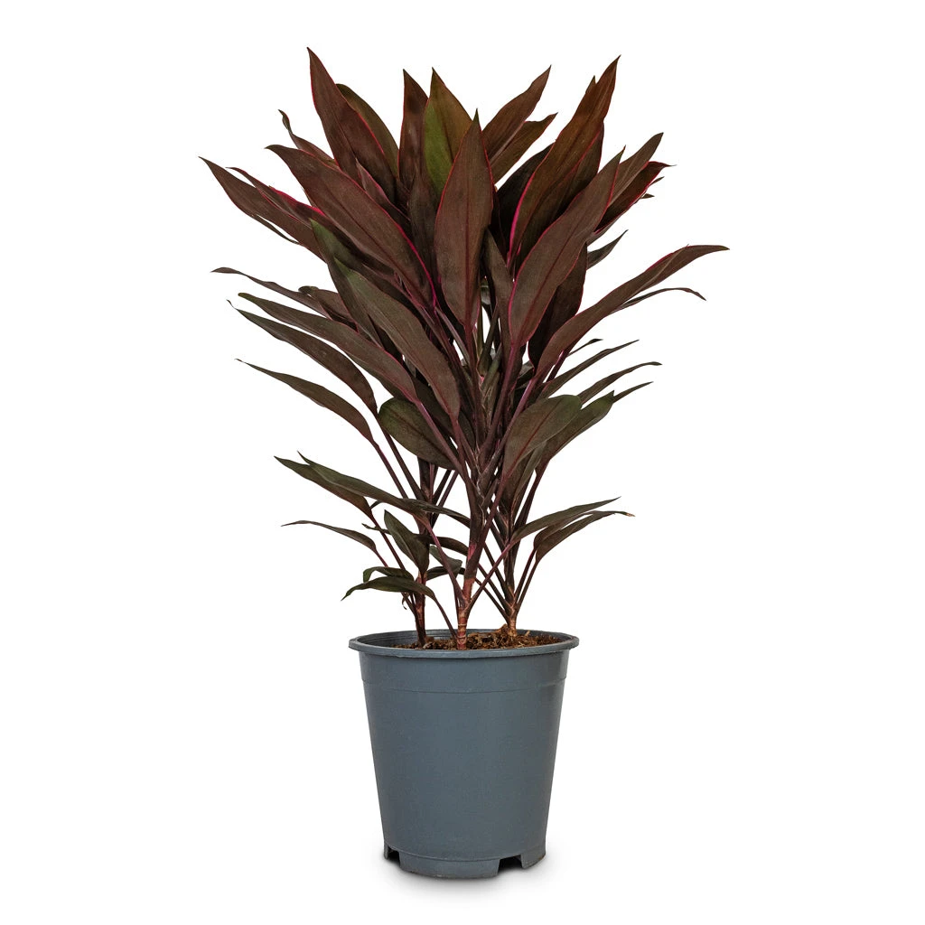 Cordyline Fruticosa Mambo - Hawaiian Ti Plant 9 Cordyline Fruticosa Mambo - Hawaiian Ti Plant - Image 7