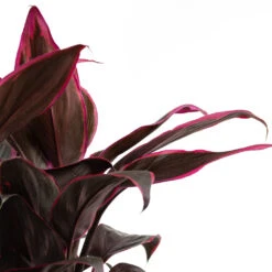 Cordyline Fruticosa Mambo - Hawaiian Ti Plant 22 Cordyline Fruticosa Mambo - Hawaiian Ti Plant -Hortology Plants Shop Cordyline fruticosa Mambo Hawaiian Ti Plant Close Up