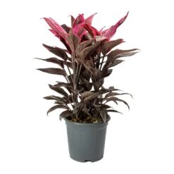 Cordyline Fruticosa Mambo - Hawaiian Ti Plant 24 Cordyline Fruticosa Mambo - Hawaiian Ti Plant -Hortology Plants Shop Cordyline fruticosa Mambo Hawaiian Ti Plant Large