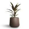 Cordyline Fruticosa Rumba - Hawaiian Ti Plant -Hortology Plants Shop Cordyline fruticosa Rumba Hawaiian Ti Plant 12x35cm Patt Plant Pot Ash Brown 17x14cm 1e5e3b58 9763 456f a011 6be6b72e87db