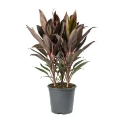Cordyline Fruticosa Rumba - Hawaiian Ti Plant -Hortology Plants Shop Cordyline fruticosa Rumba Hawaiian Ti Plant