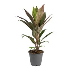 Cordyline Fruticosa Rumba - Hawaiian Ti Plant -Hortology Plants Shop Cordyline fruticosa Rumba Hawaiian Ti Plant Small