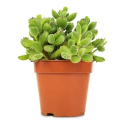 Cotyledon Tomentosa Ladys - Bear Paw Plant 12 Cotyledon Tomentosa Ladys - Bear Paw Plant -Hortology Plants Shop Cotyledon tomentosa ladys Bear Paw Plant 12x25cm