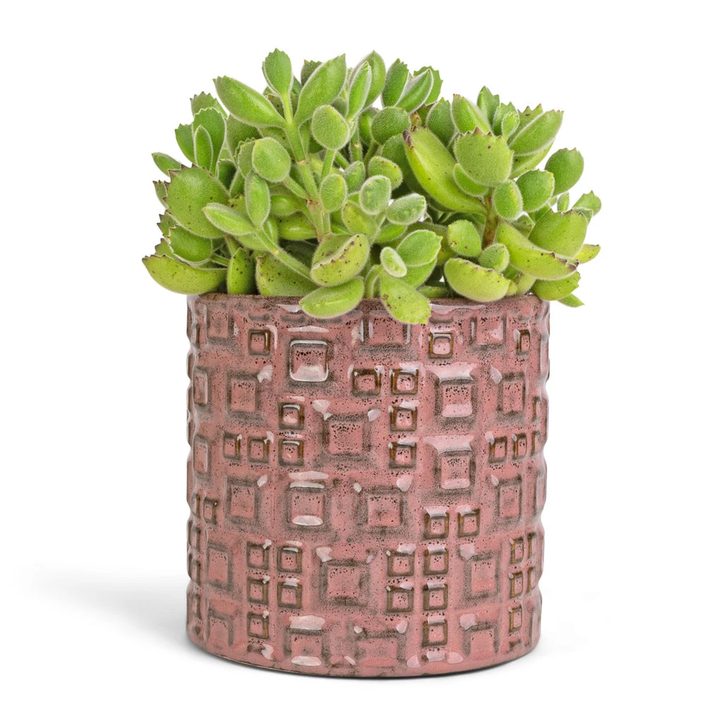 Fiene Plant Pot - Pink 4 Fiene Plant Pot - Pink - Image 2