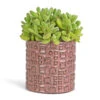 Cotyledon Tomentosa Ladys - Bear Paw Plant 1 Cotyledon Tomentosa Ladys - Bear Paw Plant -Hortology Plants Shop Cotyledon tomentosa ladys Bear Paw Plant 12x25cm Fiene Plant Pot Pink 14x14cm 3e5f3c27 3f6b 4ba5 b1ae db9ed3f12a21