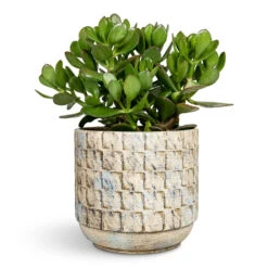 Hortology Plants Shop -Hortology Plants Shop Crassula Ovata Jade Plant 17x35cm Jim Plant Pot Shell 21x19cm