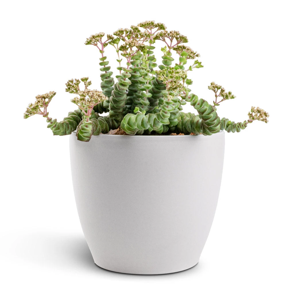 Sven Plant Pot - White 10 Sven Plant Pot - White - Image 8