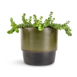 Crassula Marneriana Worm Plant - Baby Jade Necklace 16 Crassula Marneriana Worm Plant - Baby Jade Necklace -Hortology Plants Shop Crassula marneriana Worm Plant Baby Jade Necklace 11x15cm Erik Plant Pot Olive 14x12cm