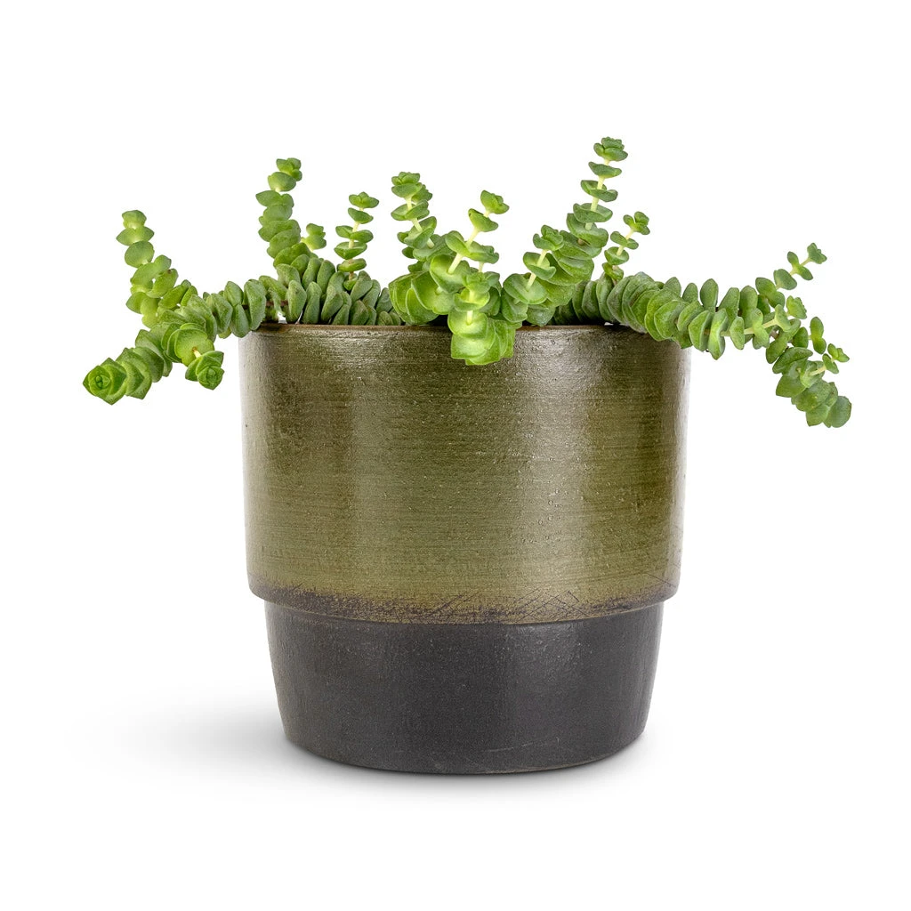Crassula Marneriana Worm Plant - Baby Jade Necklace 9 Crassula Marneriana Worm Plant - Baby Jade Necklace - Image 7