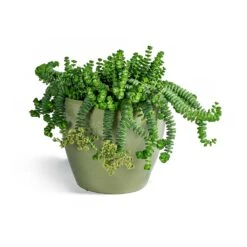 Crassula Marneriana Worm Plant - Baby Jade Necklace 14 Crassula Marneriana Worm Plant - Baby Jade Necklace -Hortology Plants Shop Crassula marneriana Worm Plant Baby Jade Necklace Sven Plant Pot Mint