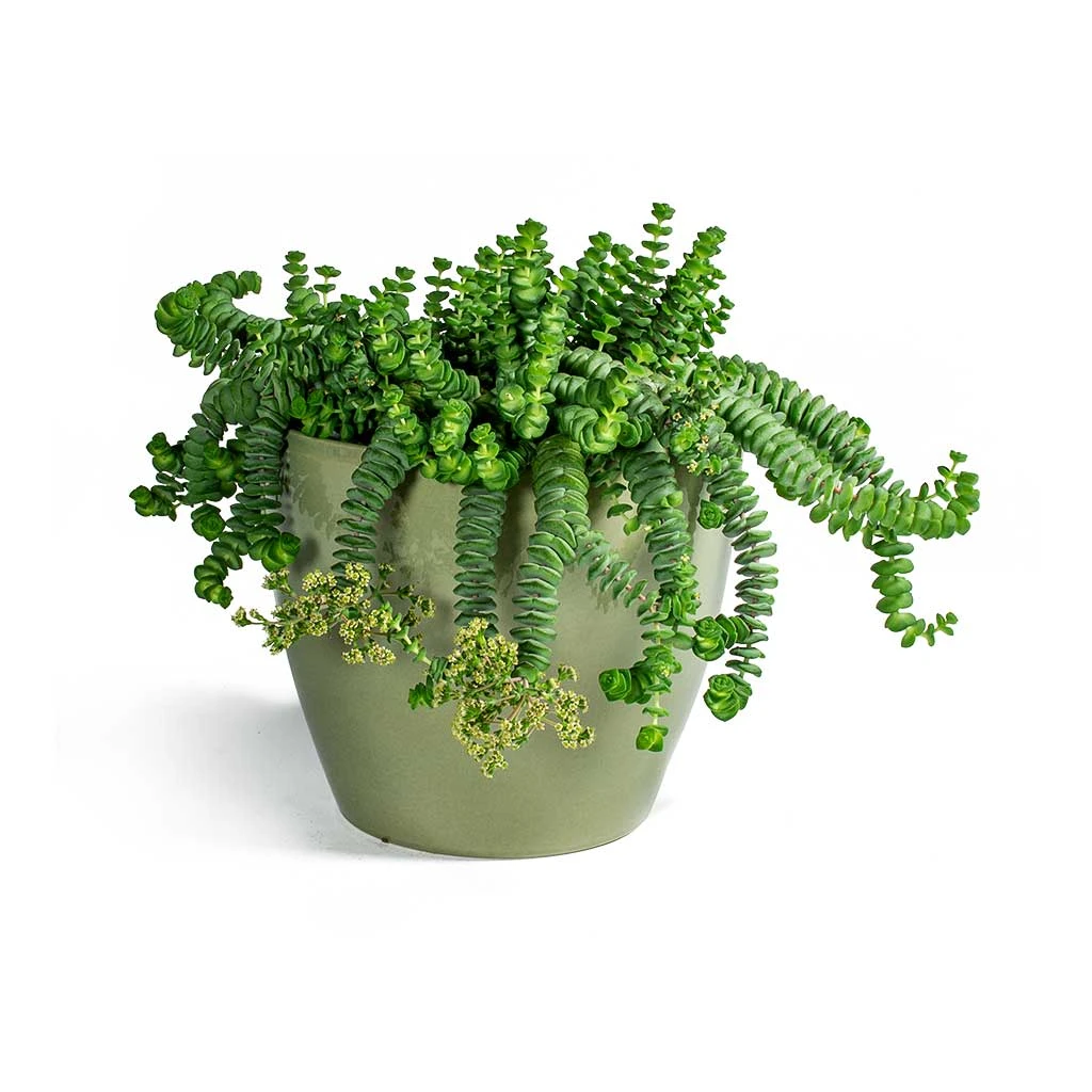 Crassula Marneriana Worm Plant - Baby Jade Necklace 7 Crassula Marneriana Worm Plant - Baby Jade Necklace - Image 5
