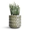 Crassula Muscosa - Watch Chain Plant 1 Crassula Muscosa - Watch Chain Plant -Hortology Plants Shop Crassula muscosa Watch Chain Plant 10.5x20cm Stian Plant Pot Moss Green 13x12cm