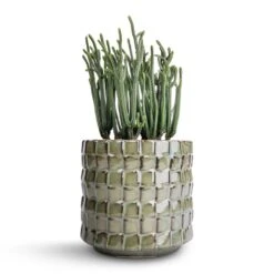 Stian Plant Pot - Moss Green -Hortology Plants Shop Crassula muscosa Watch Chain Plant 10.5x20cm Stian Plant Pot Moss Green 13x12cm a62b02ca 0d58 4b73 b6f4 8e9f8ee54f0b
