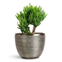 Elise Metal Plant Pot - Green 18 Elise Metal Plant Pot - Green -Hortology Plants Shop Crassula ovata Gollum 17x25cm Elise Metal Pot Green 21x16cm