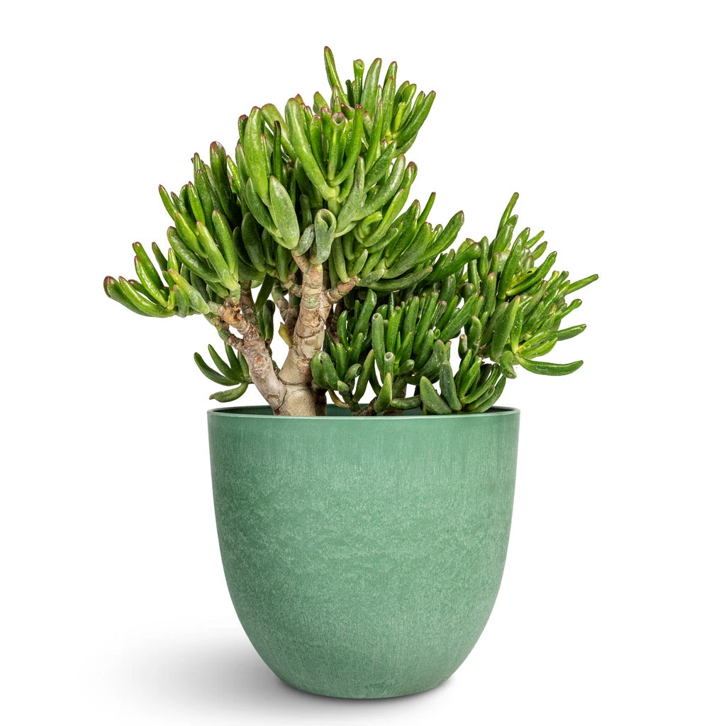 Bola Artstone Plant Pot - Thyme 10 Bola Artstone Plant Pot - Thyme - Image 8