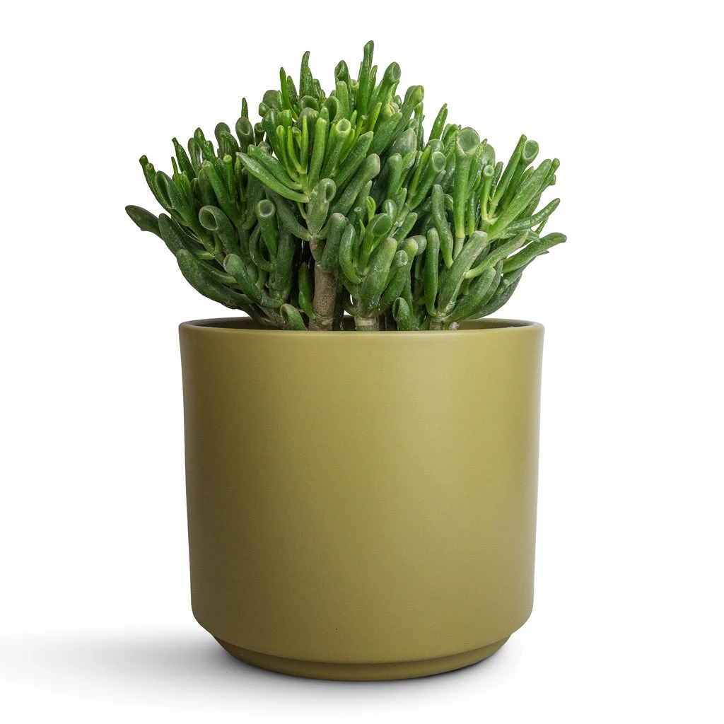 Prague Plant Pot - Olive 4 Prague Plant Pot - Olive - Image 2