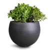 Crassula Ovata - Jade Plant -Hortology Plants Shop Crassula ovata Jade Plant 30x50cm Raindrop Globe Planter Anthracite 42x30cm