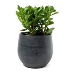 Esra Plant Pot - Graphite 33 Esra Plant Pot - Graphite -Hortology Plants Shop Crassula ovata Jade Plant Esra Graphite Plant Pot 8c8e2d80 9a71 4608 a45b 10faa117c6f6