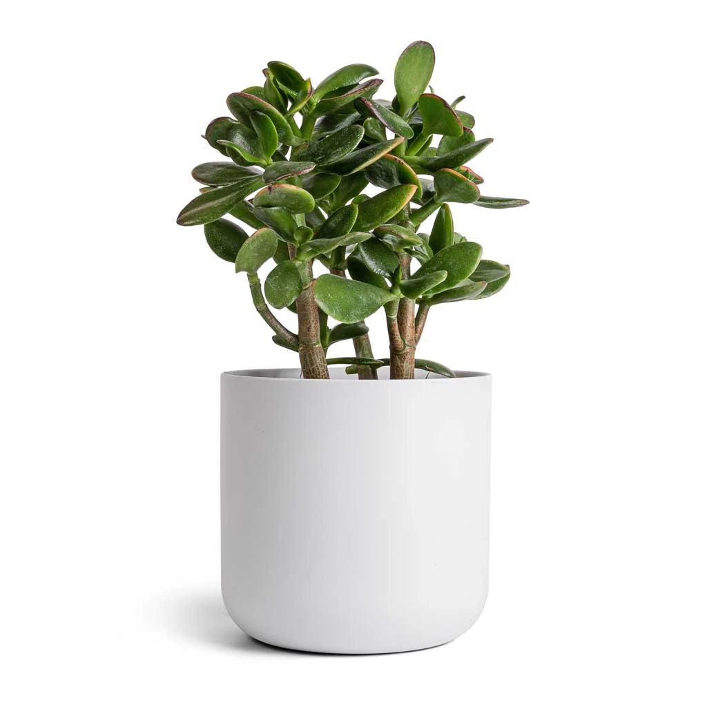 Lisbon Plant Pot - White 5 Lisbon Plant Pot - White - Image 3