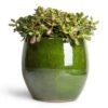 Crassula Ovata Sunset - Jade Plant 2 Crassula Ovata Sunset - Jade Plant -Hortology Plants Shop Crassula ovata Sunset Jade Plant 30x50cm Aimee Plant Pot Pear 38x34cm