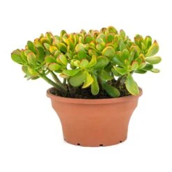Crassula Ovata Sunset - Jade Plant 22 Crassula Ovata Sunset - Jade Plant -Hortology Plants Shop Crassula ovata Sunset Jade Plant Large